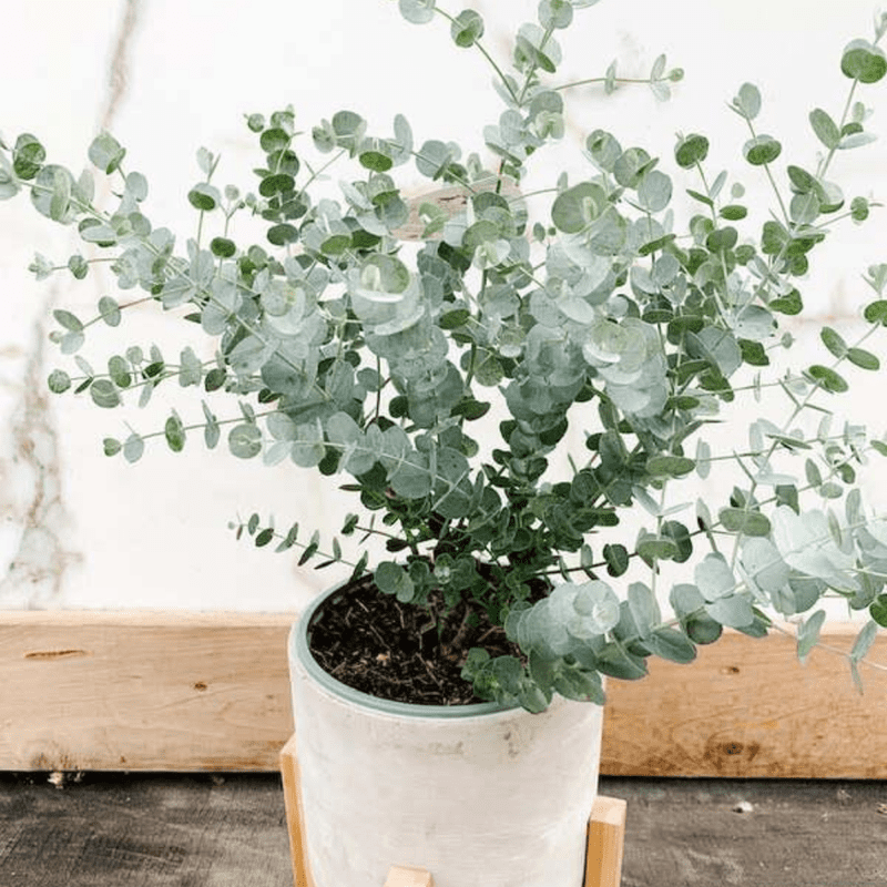 Baby Blue Eucalyptus Live Plant, Well Rooted for Planting Indoor Outdoor Landscape, 2.5 Inches Tall