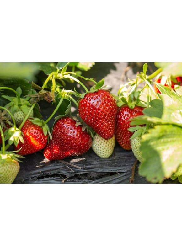 Strawberry Seeds in Seed Gardening