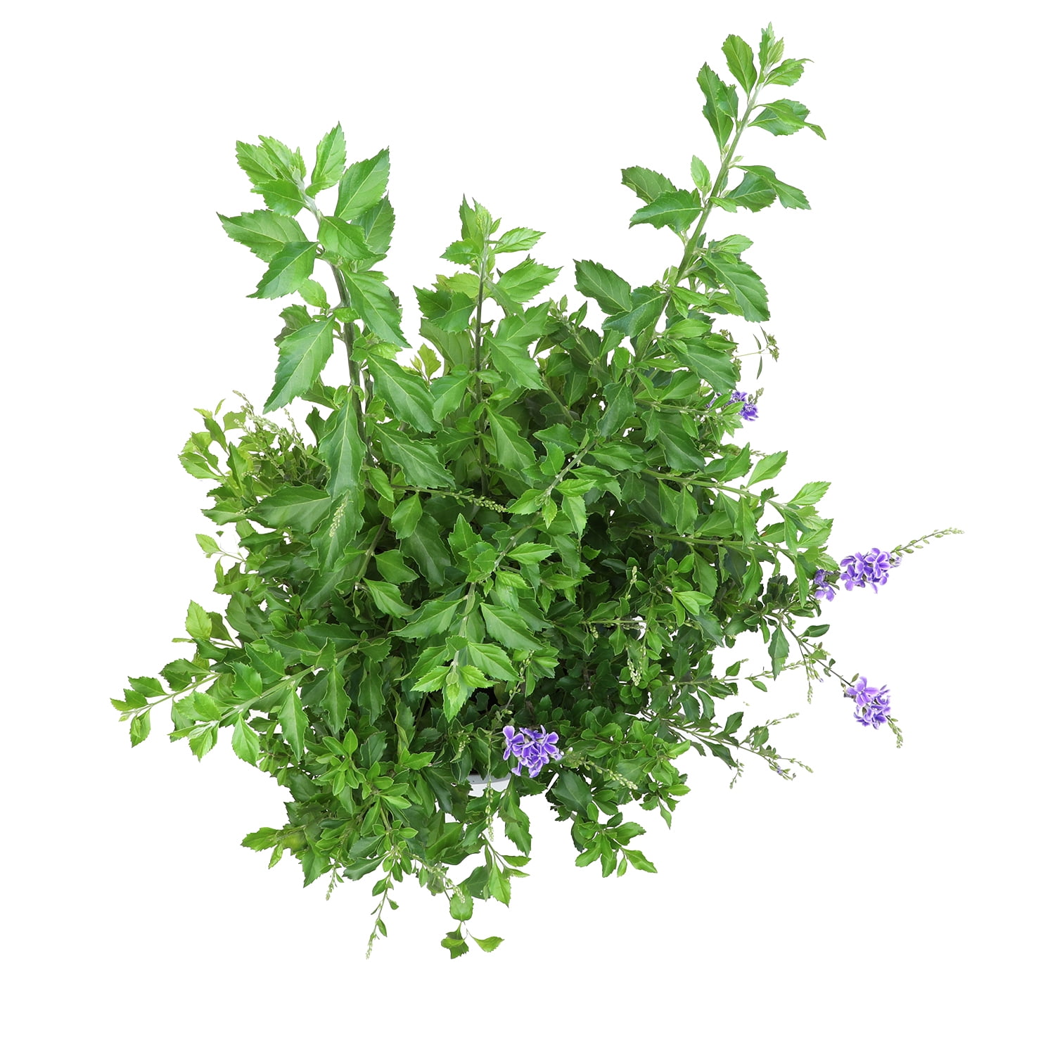 Lone Star Growers Duranta Erecta Sweet Memories, 2 Gallon, Drought Tolerant