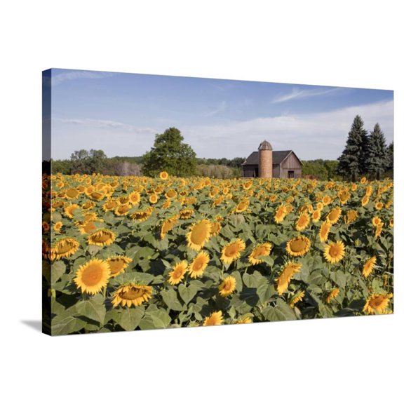 Sunflowers Barn, Owosso, MI 10, Botanical Stretched Canvas Wall Art by Monte Nagler Sold by ArtCom