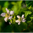 thumbnail image 4 of Set 2 Ouachita Blackberry Plants Live for Planting, Blackberries Plants Fruit Bushes Outdoor Garden 4 to 6 Inch Tall, 4 of 6