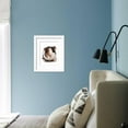 thumbnail image 5 of Domestic Guinea Pig Cavia porcellus adult, Framed Art Print Wall Art by Chris Brignell Sold by Art.Com, 5 of 5