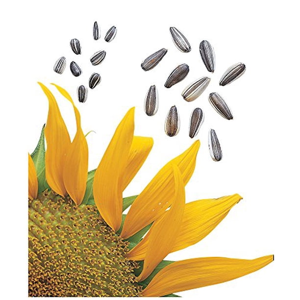 Burpee Super Snack Sunflower Seeds 50 seeds