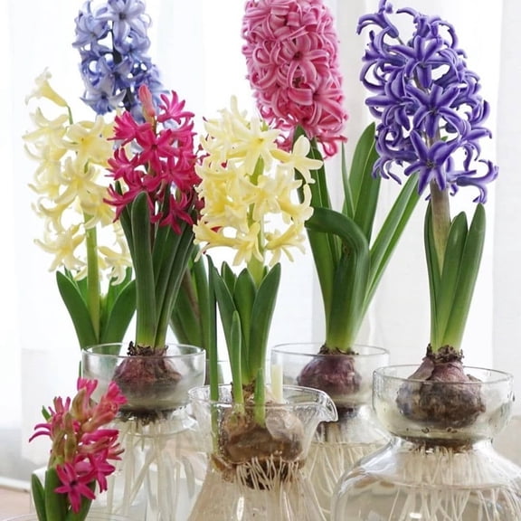 Hyacinth, Low Maintenance - Easy Grow - Ideal for Beds Borders, Plant Pots & Planters