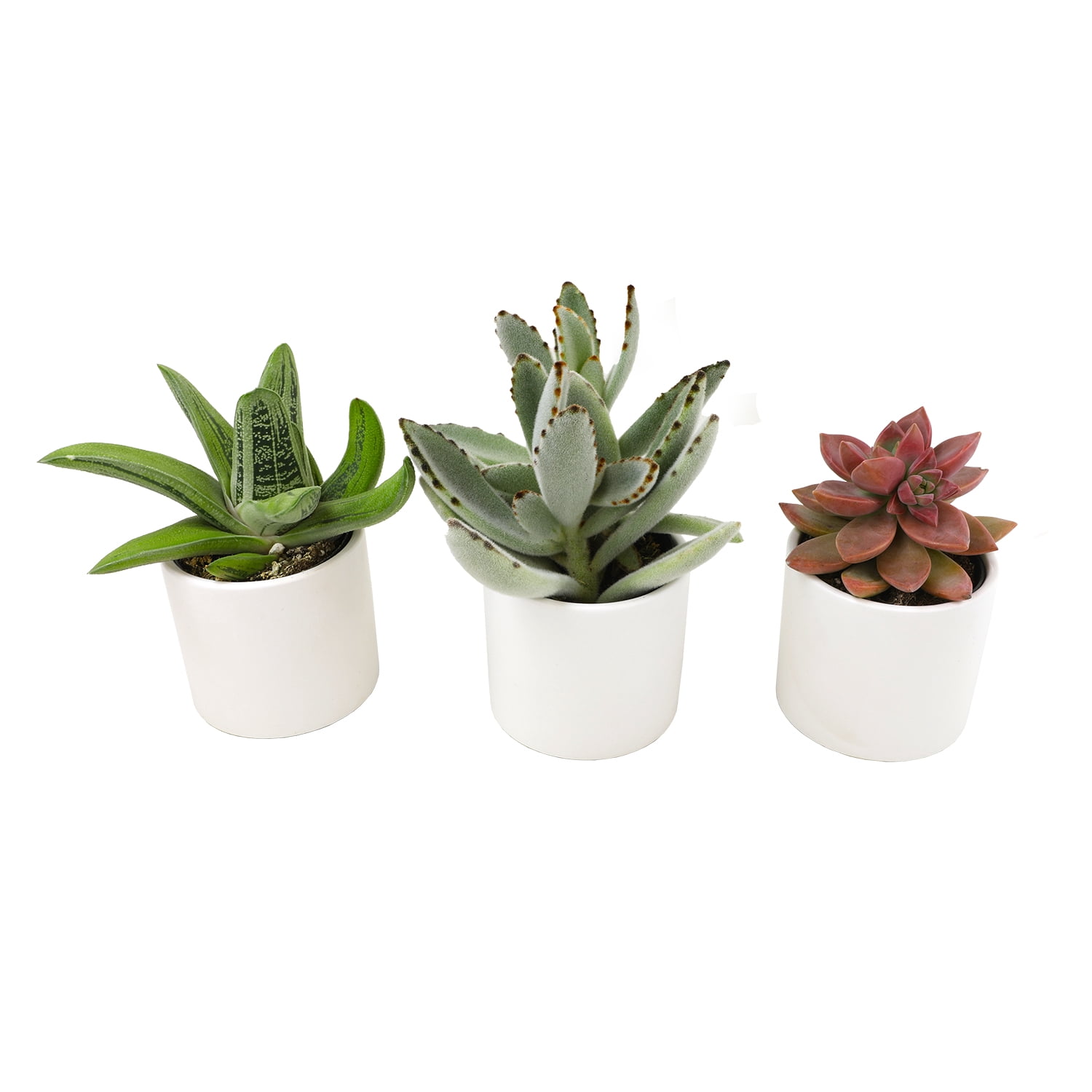 Altman Plants 2.5" Assorted Succulent Live Plants (3 Pack) with White Pots