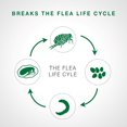 thumbnail image 3 of Advantage II Flea Treatment for Kittens, 3 of 7