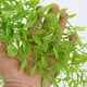thumbnail image 5 of Plantas artificiales de enredadera de sauce - 5 piezas de enredaderas colgantes artificiales de 39 pulgadas, hojas de plástico verde claro para decoración de paredes y techos interiores, 5 of 6