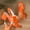 Orange, variant on Women's Comfortable Thick Heel Sandals Block Heel Buckle Strap Open Toe Roman Faux Leather Casual Summer Orange 41