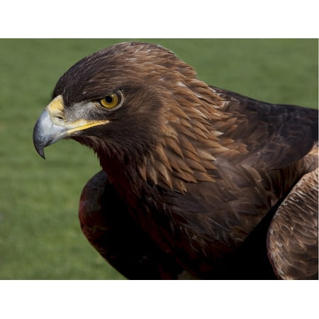 Canvas Print Beak Bird Head Predator Falcon Saker Raptor Stretched Canvas 10 x 14