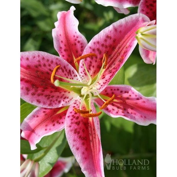 Stargazer Lily Bulbs Jumbo Pack
