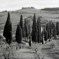thumbnail image 2 of Blaustein, Alan 20x20 Black Ornate Wood Framed with Double Matting Museum Art Print Titled - Tuscany - 4, 2 of 4