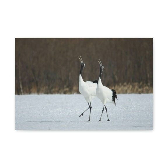 Whooping Crane Couple Whooping Crane Couple Print Animal Wall Art Wildlife Canvas Prints Wall Art Ready to Hang Unframed