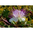 Caper Bush Plant 15 MMF7 Seeds for Planting Capparis Spinosa Alcaparra
