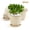 Beige, variant on QCQHDU 6 Pack 6 Inch Beige Plastic Plant Pots, Vine Pattern with Drainage Holes & Saucers, Indoor Outdoor Flower Planters