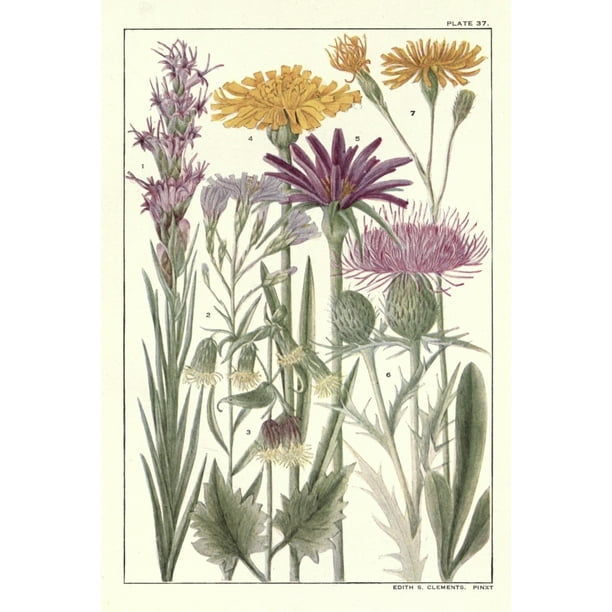 Rocky Mountain Flowers 1914 Plate 37 Poster Print By Unknown 24 X 36 Walmart Com Walmart Com Rocky Mountain Flowers 1914 Plate 37 Poster Print By Unknown 24 X 36 Walmart Com Walmart Com