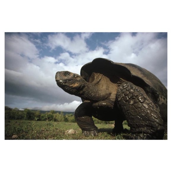 Galapagos Giant Tortoise male, Alcedo Volcano, Galapagos Islands, Ecuador-Paper Art-38"x26"