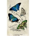 thumbnail image 3 of Zalewski, Christine 16x24 Black Modern Framed Museum Art Print Titled - Kirby Butterflies I, 3 of 5