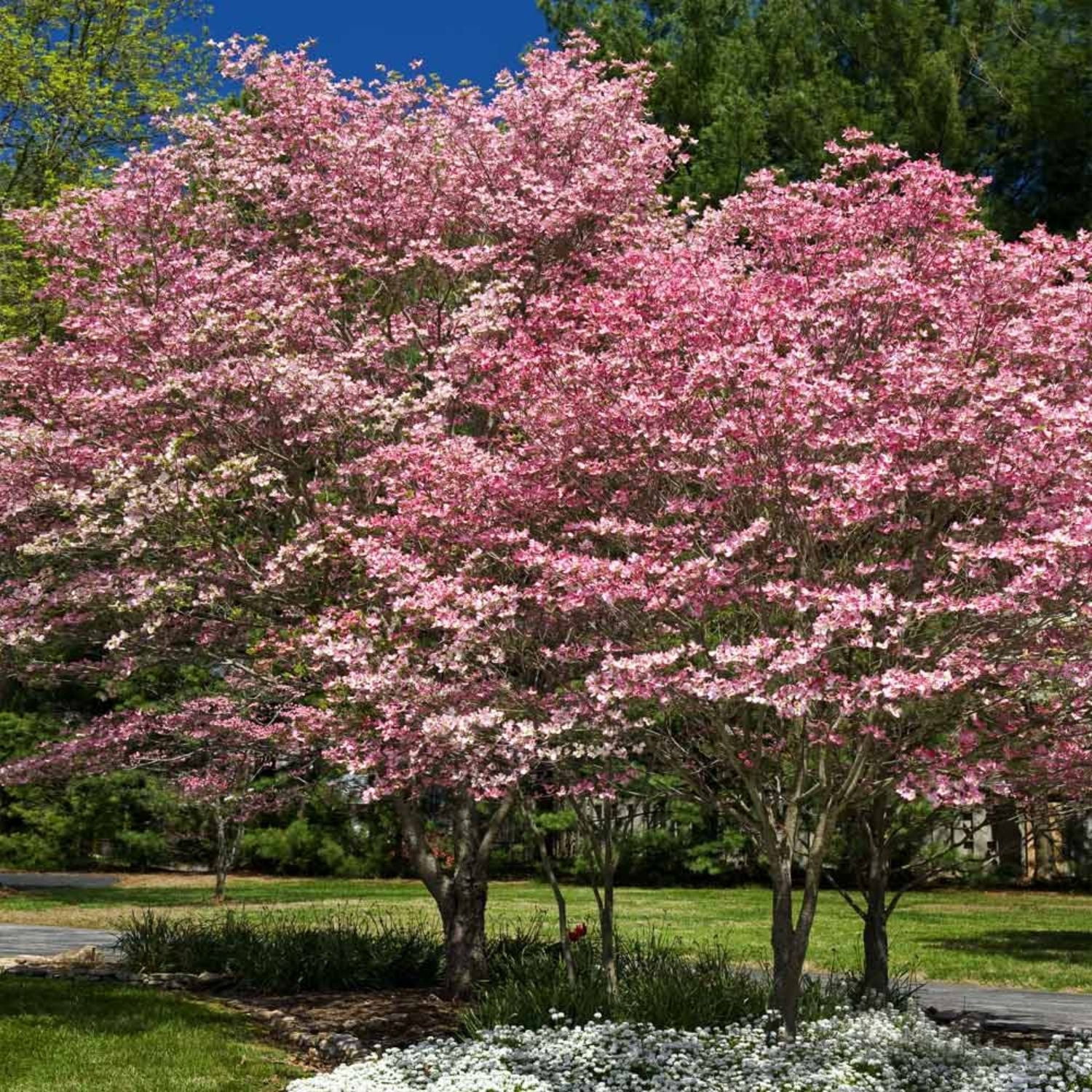 Expert Gardener 2-3 ft. Tall Pink Dogwood Live Tree in 3- Gallon Grower Pot