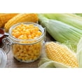 thumbnail image 6 of 50 Seeds HONEY SELECT CORN Sweet Yellow S.E. Sh2 Zea Mays Vegetable Seeds, 6 of 7