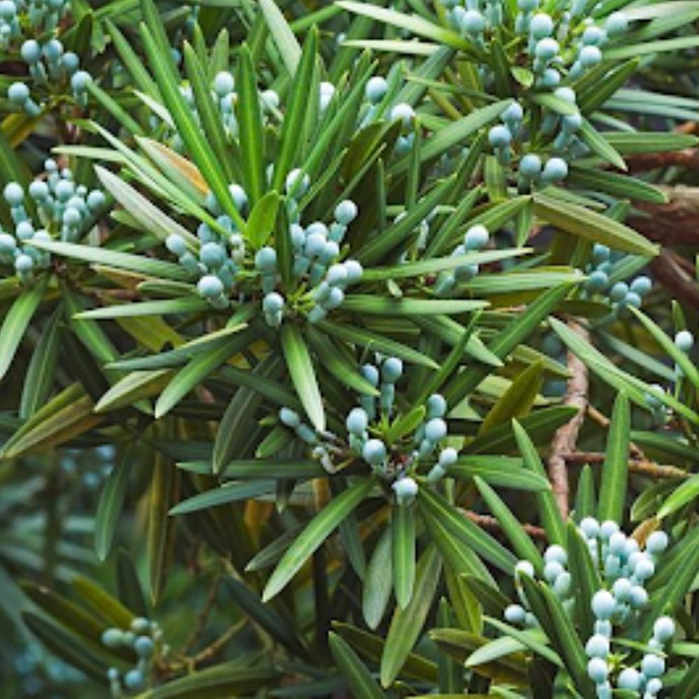 Expert Gardener 3-4 ft. tall Podocarpus Macrophyllus Yew Pine Live Tree in 7-Gallon Grower Pot