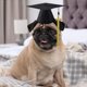 thumbnail image 5 of Sombrero de graduación para mascotas, sombrero de graduación para perros y gatos, sombrero de licenciado para perros, sombrero de médico, accesorio fotográfico de graduación, 5 of 5