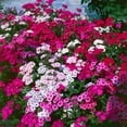thumbnail image 3 of Victoryventor 1200+ Mixed Phlox Creeping Perennial Ground Cover Plant Seeds, 3 of 5