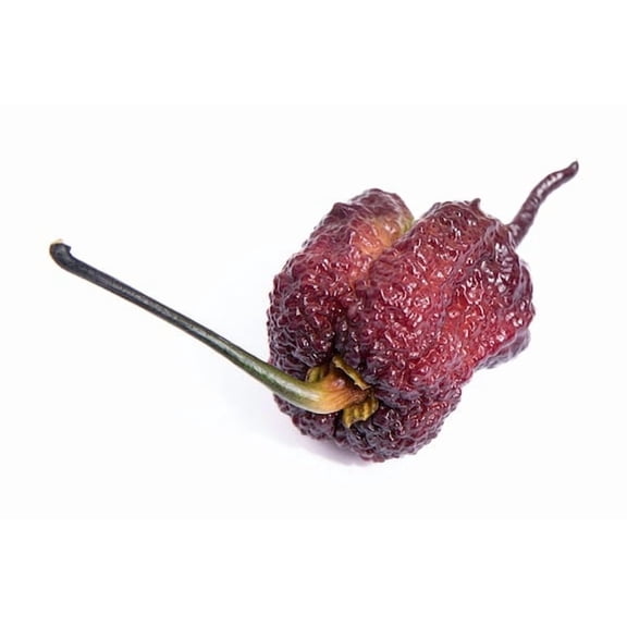 Purple Gator Jigsaw Ultra Hot Pepper Premium Seed Packet