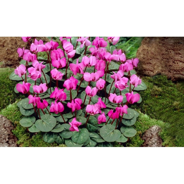 Pink Crush Cyclamen Coum Bulbs 3 Count Walmart Com Walmart Com