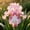 D, variant on Variegated Blue Iris Rhizomes‑Residential Ornament‑Lovely Gift Yard‑Blossom Annually‑(Non‑Artificial)