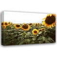 thumbnail image 1 of Bob Stefko 32x23 Gallery Wrapped Canvas Wall Art Titled - Sunflower Fields IV, 1 of 4