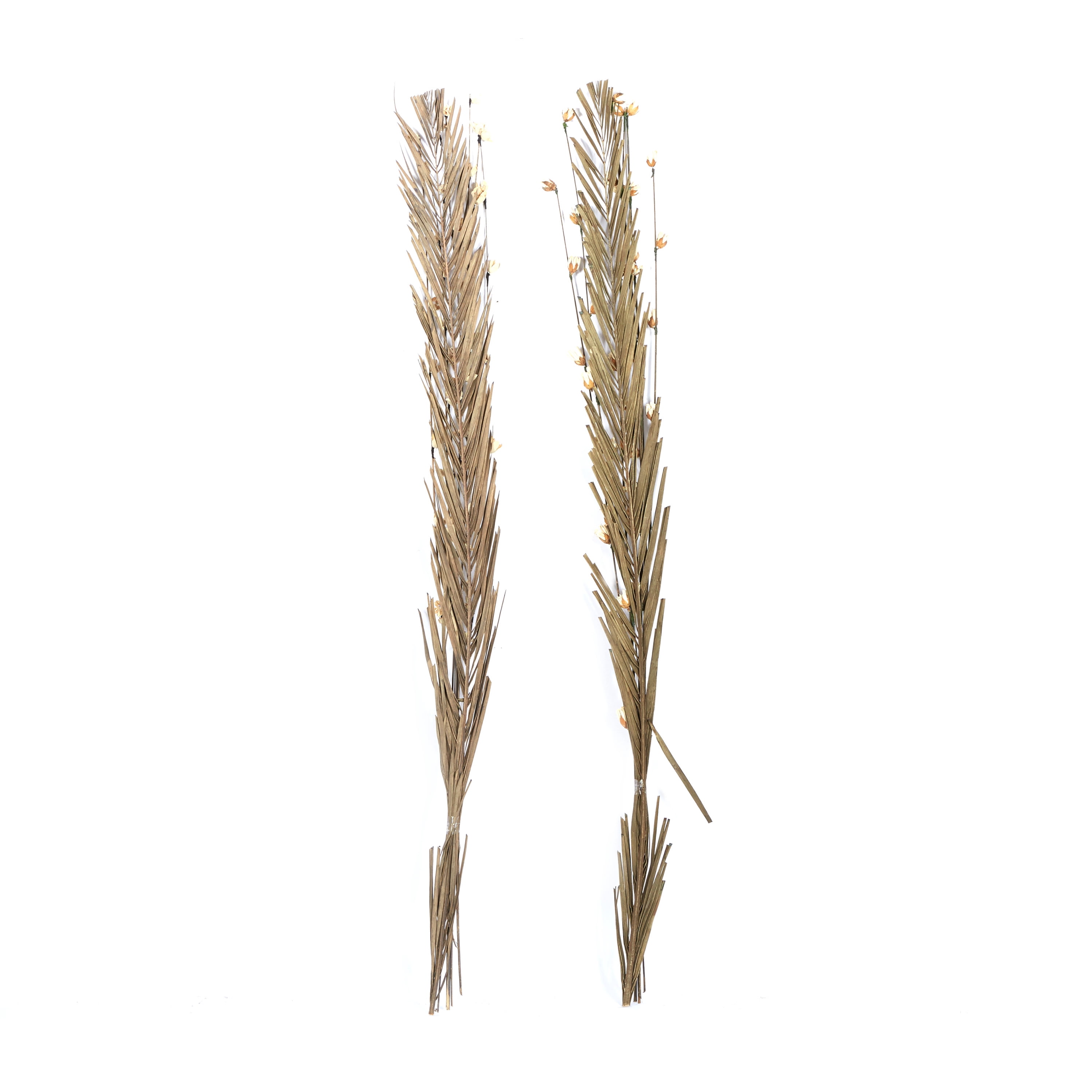 58" Dried Plant Natural Foliage Pigeon pea Bouquet, by DecMode (2 Count)
