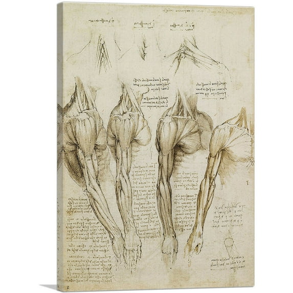 ARTCANVAS Studies of the Human Body - Muscles of the Shoulder, Arm and Neck Canvas Art Print by Leonardo da Vinci - Size: 12" x 8" (0.75" Deep)