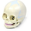 Walter Products Human Fetal Skull