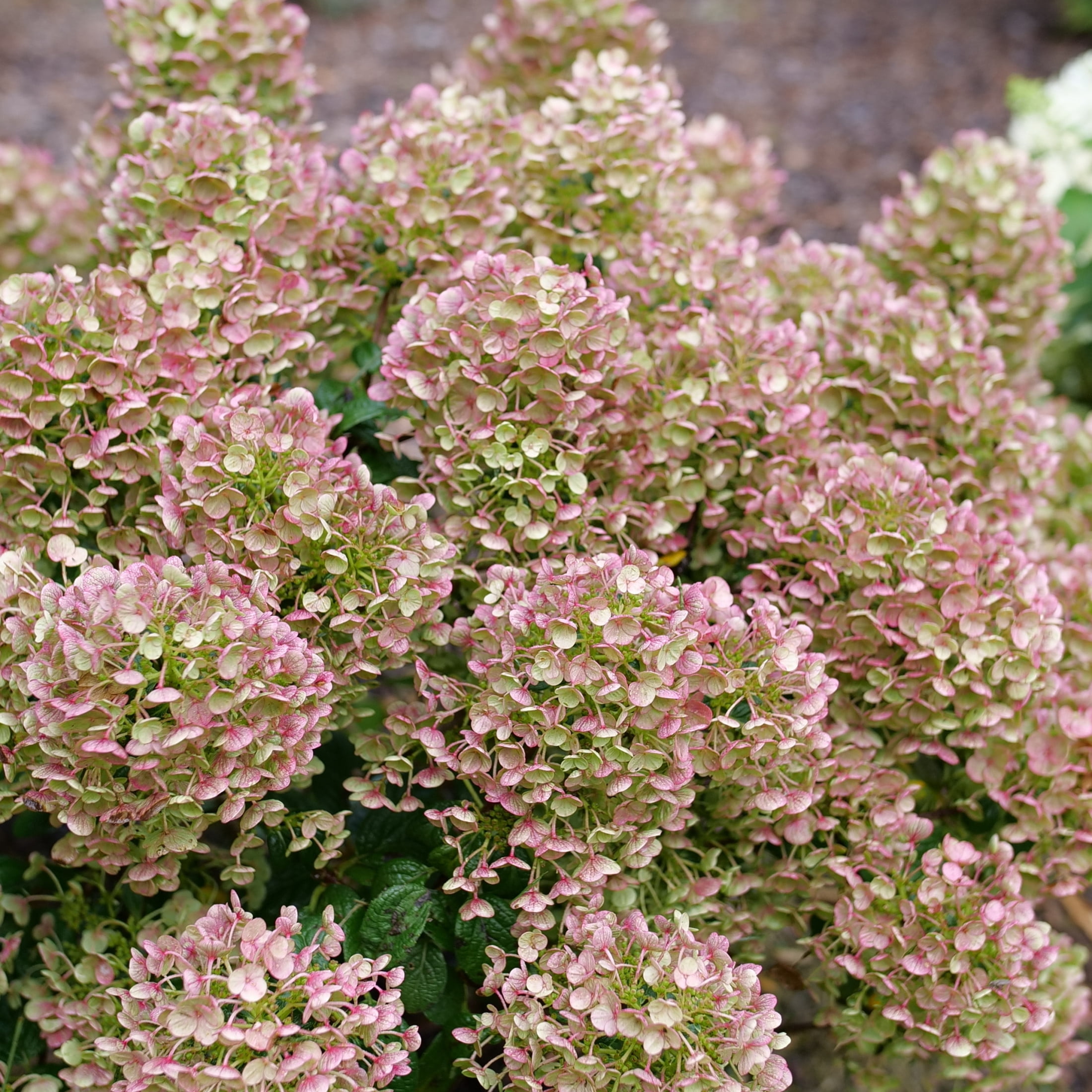 Proven Winners ColorChoice 5" White Tiny Quick Fire Panicle Hydrangea Live Plant in 4.5" Pot (4 Count)