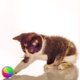 thumbnail image 3 of Juego de 4 pelotas LED para perros, juguete interactivo con luz y banda elástica intermitente, pelota brillante para perros, 7 cm, 3 of 5