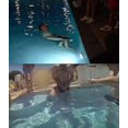 thumbnail image 3 of (Get it) Dissolvable Swim Shorts Birthday Prank Funny Bachelor Beach Party Gift for Your Brother Who Lost His Swim Shorts in the Pool (Get it)_Newway, 3 of 3