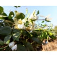thumbnail image 5 of 50 Seeds Speckled Dixie BUTTERPEA LIMA BEAN Phaseolus Vulgaris Bush Vegetable Seeds, 5 of 6