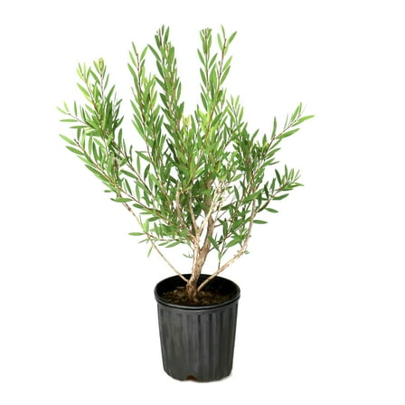 1 gal. Bottlebrush Cold Hardy Shrub with Red Flowers