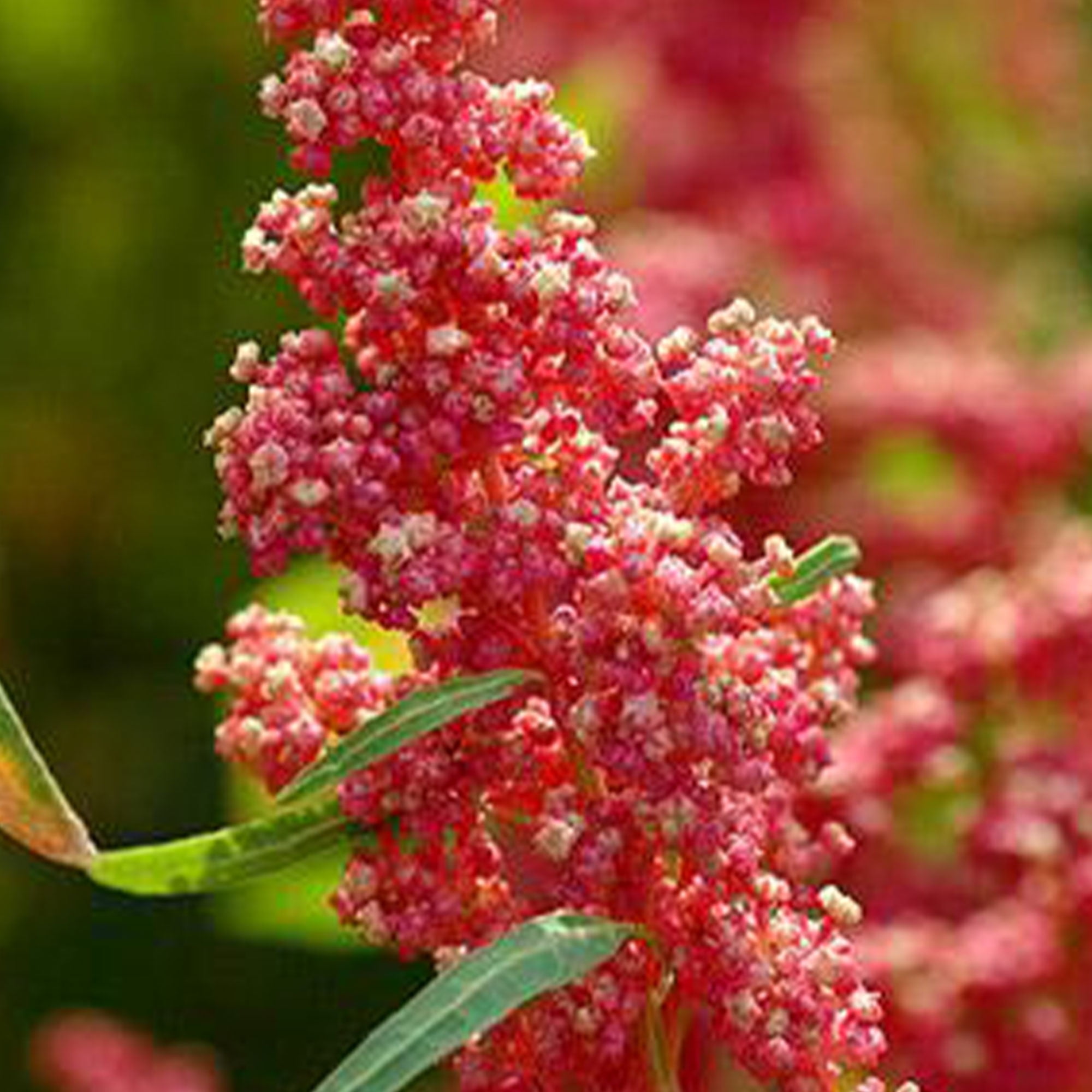 Organic Cherry Vanilla Quinoa Seeds 1 OZ 9,000 Seeds Organic, Non