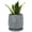 Graphite Blue, variant on D'vine Dev 5 Inch Embossed Leaves Stoneware Planter Pot with Drainage Hole and Saucer, Olive, 27-A-V-0