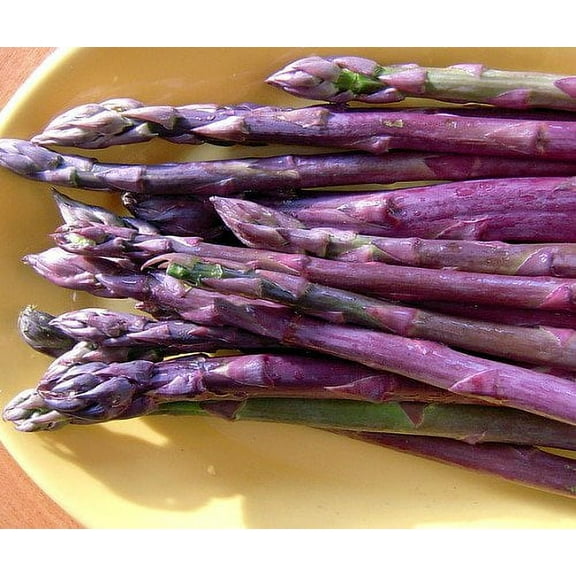 Purple Passion Asparagus 25 Roots - Heirloom/No GMOs
