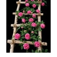 thumbnail image 6 of Luxcidy 5.9FT Artificial Peony Flower Garland with 19 Flower Heads, Fake Rose Garland Hanging Greenery Vine Silk Floral Vine Home Wedding Arch Wall Craft Arrangement Decorations(Deep Pink), 6 of 7