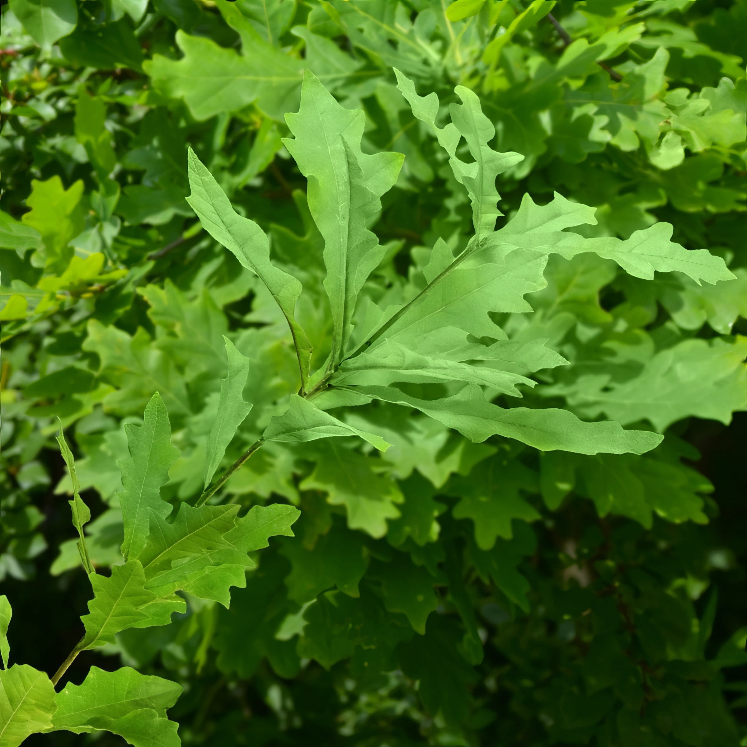 3 gal Overcup Oak Live Tree with Full Sunlight