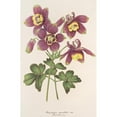 thumbnail image 2 of Charles Antoine Lemaire 17x24 Gold Ornate Framed and Double Matted Museum Art Print Titled - Aquilegia Attractiveness (1854-1896), 2 of 4