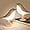 Bird Lamp*2Pack (Maple), variant on 2 Pack Crystal Lamp Touch, RGB 16 Colors Changing Night Light, Rechargeable Crystal Table Lamp Bedside Lamp, Cordless Rose Diamond Battery Night Light, for Bedroom/Party/Dinner/Decoration