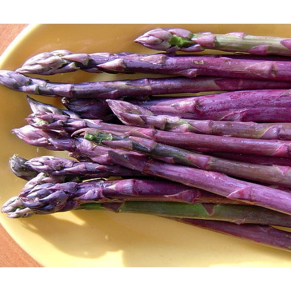 Purple Passion Asparagus 50 Roots - MALE DOMINATE - Heirloom/No GMOs