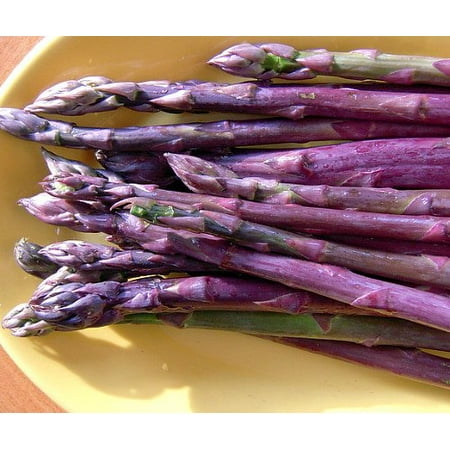 Purple Passion Asparagus 10 Roots - Passion in the Garden - Heirloom/No