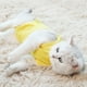 thumbnail image 3 of Traje de gato Anti-lamer cirugía anti-extracción traje cuadrúpedo Cat star traje quirúrgico humano mascota gato traje de esterilización/castración, 3 of 5