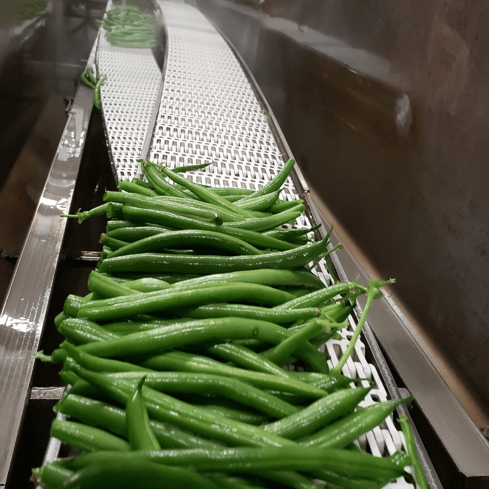 Foster’s Pickled Green Beans- Variety Pack- 16oz (2 Pack)- Original and Red Pepper Pickled Green Beans- Pickled Vegetables Recipe for 30 years- Gluten Free- Fat Free- NO Preservatives