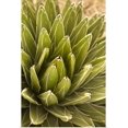 thumbnail image 1 of Great BIG Canvas | "Cacti Mundo Los Cabos Botanical Garden, Los Cabos, Baja California, Mexico" Art Print - 24x36, 1 of 4